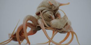 Symbiosis