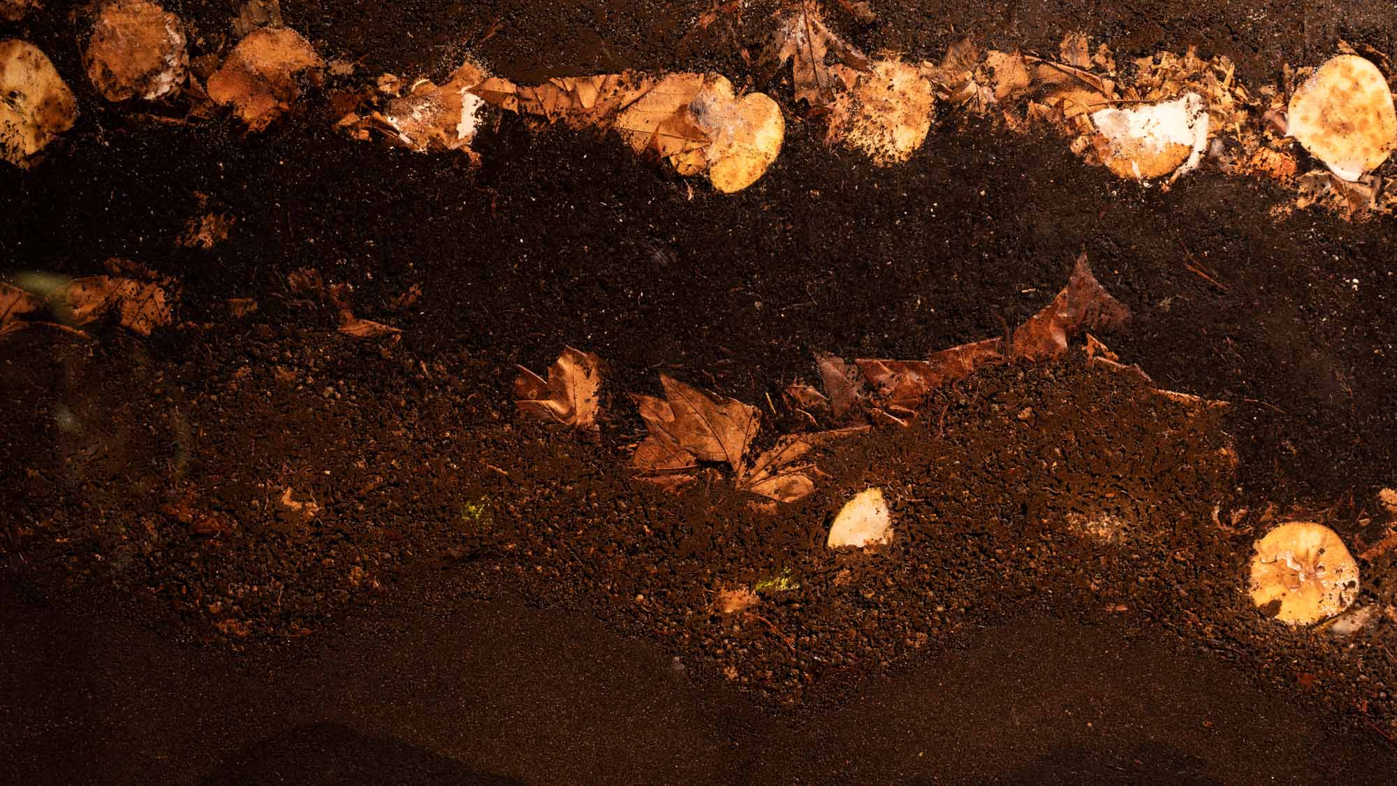 Computational Compost by Marina Otero Verzier