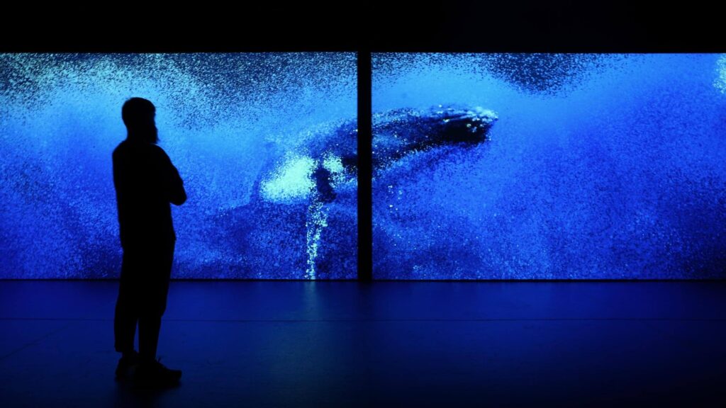 Seeing Echoes in the Mind of a Whale